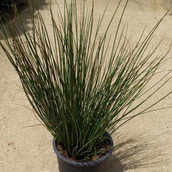 Juncus effusus ssp. pacificus 'Quartz Creek' 