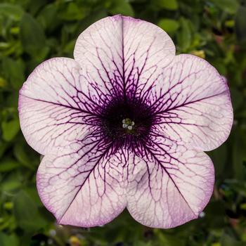 Petunia Sanguna® 'Mega Purple Vein'