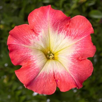 Petunia 'Patio Melon Morn' 