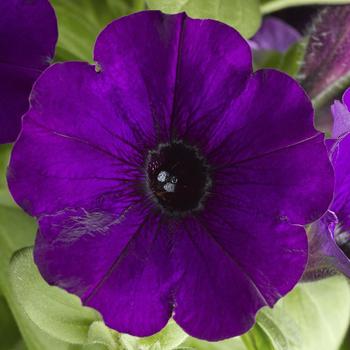 Petunia 'Patio Blue' 