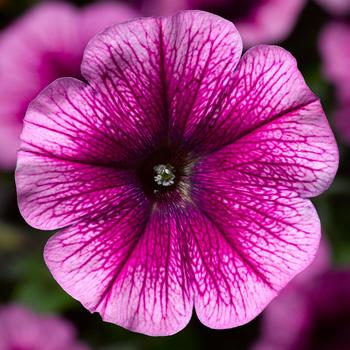 Petunia 'Patio Purple Vein' 