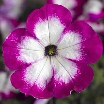 Petunia 'Patio Radiant Rose' 