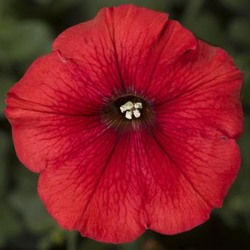 Petunia 'Patio Red' 