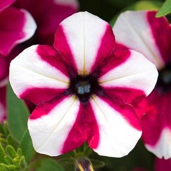 Petunia 'Raspberry' 