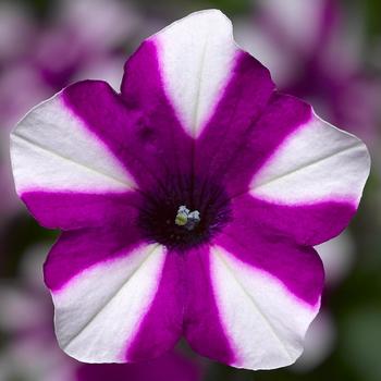 Petunia 'Blueberry' 