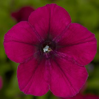 Petunia pendula milliflora 'Burgundy' 