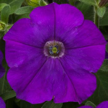 Petunia pendula milliflora FlashForward™ 'Blue'
