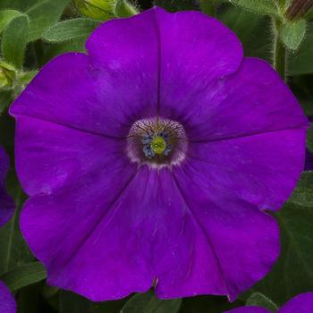 Petunia pendula milliflora 'Blue' 