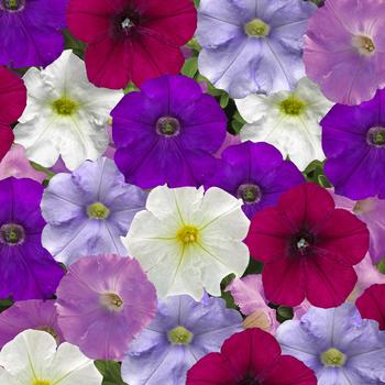 Petunia pendula milliflora 'Cool Waters Mix' 