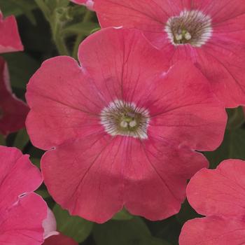 Petunia pendula milliflora 'Coral' 