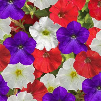 Petunia pendula milliflora 'Patriot Mix' 