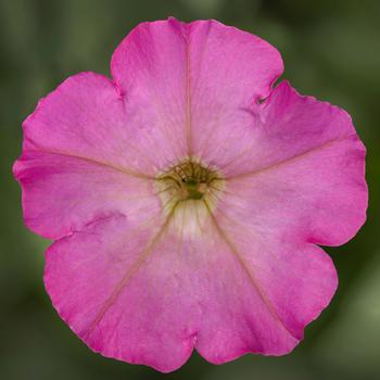 Petunia pendula milliflora 'Pink Glo' 