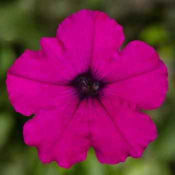 Petunia pendula milliflora 'Purple' 