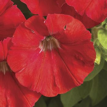 Petunia pendula milliflora 'Red' 