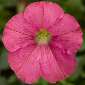 Petunia pendula milliflora 'Salmon' 