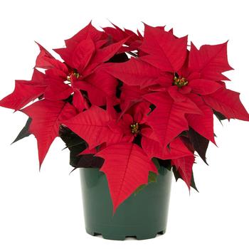 Euphorbia pulcherrima 'Kayla™ Red' 