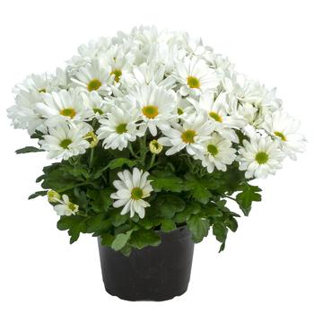 Chrysanthemum indicum 'Jacksonville™ White' 