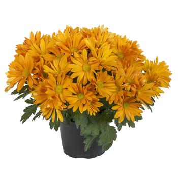 Chrysanthemum indicum 'Oxnard™ Orange' 