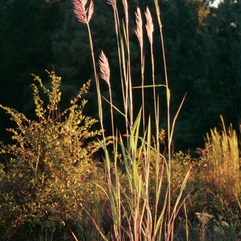 Saccharum giganteum