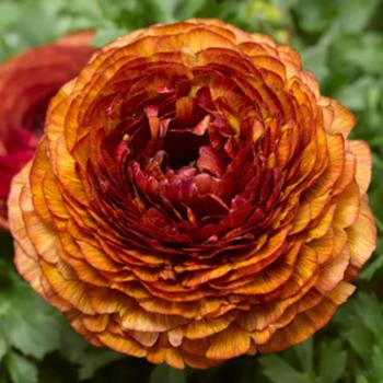 Ranunculus asiaticus 'Chocolate' 