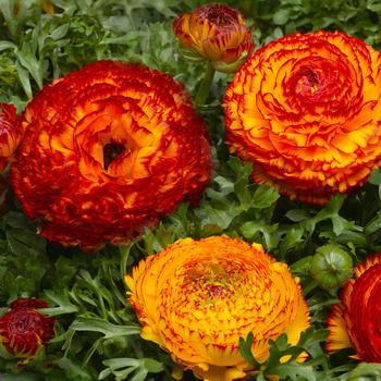 Ranunculus asiaticus Mache™ 'Fire'