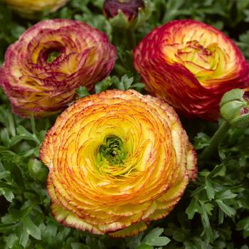 Ranunculus asiaticus Mache™ 'Lemon Rose Bicolor'