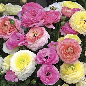 Ranunculus asiaticus Mache™ 'Pastel Mix'