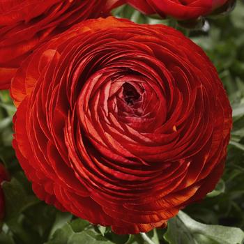 Ranunculus asiaticus 'Red' 