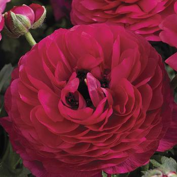 Ranunculus asiaticus 'Rose' 