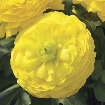 Ranunculus asiaticus 'Yellow' 