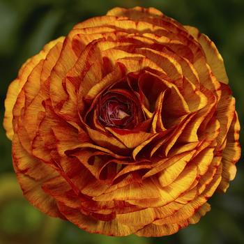 Ranunculus asiaticus 'Chocolate' 