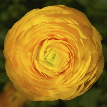 Ranunculus asiaticus 'Golden Yellow' 