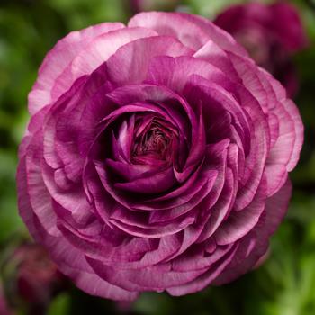 Ranunculus asiaticus 'Purple' 