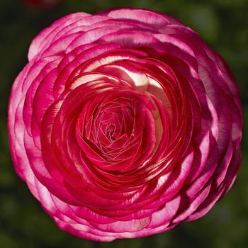Ranunculus asiaticus Magic™ 'Rose Delight'