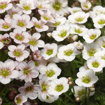 Saxifraga Lofty™ 'White Blush'