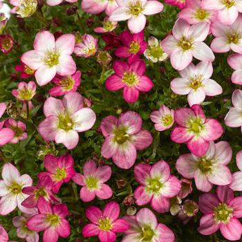 Saxifraga Lofty™ 'Pink Shades'