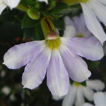 Scaevola aemula 'Platinum' 