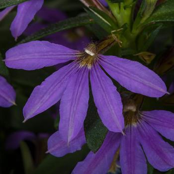 Scaevola aemula 'Compact Dark Blue' 