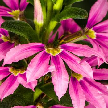 Scaevola aemula 'Pink' 