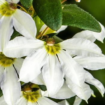 Scaevola aemula Bombay® 'White'