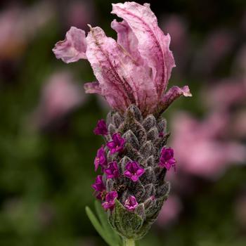 Lavandula stoechas Castilliano 2.0™ 'Rose Improved'