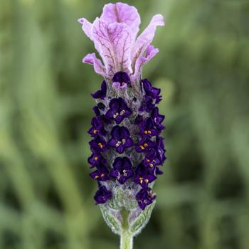 Lavandula stoechas 'Lilac' 