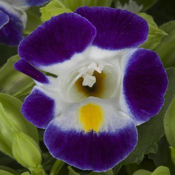 Torenia fournieri Hi-Lite™ 'Blue and White'