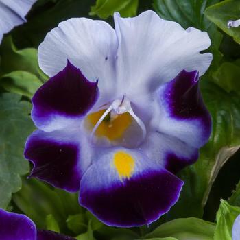 Torenia fournieri 'Blue Beacon' 