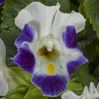 Torenia fournieri 'Blue Jump Up' 