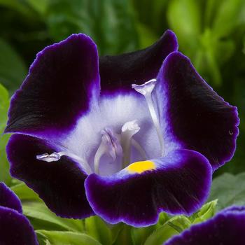 Torenia fournieri 'Deep Blue' 