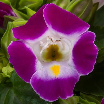 Torenia fournieri 'Magenta' 