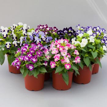 Torenia fournieri Hi-Lite™ 'Mix'