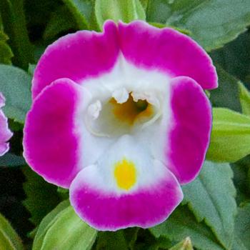 Torenia fournieri 'Pink' 