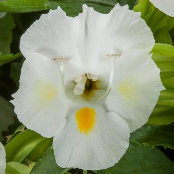 Torenia fournieri 'White' 